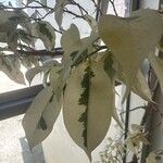 Ficus benjamina 葉