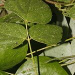 Desmodium purpusii Hoja