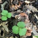 Cardamine trifolia Blad