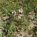 Olsynium biflorum Flower