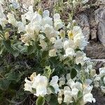 Antirrhinum molle Flor
