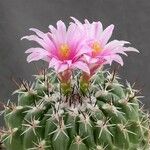 Thelocactus conothelos