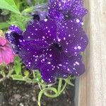 Petunia x atkinsiana പുഷ്പം