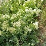 Lepidium draba 整株植物