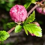 Prunus triloba Blatt