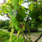 Quercus robur Likasa