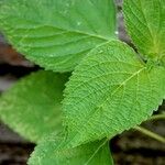 Salvia hispanica Feuille