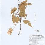 Elaeocarpus palembanicus Drugo