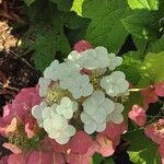 Hydrangea quercifolia Flower