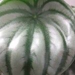 Peperomia argyreia Лист