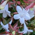 Abelia × grandiflora Flower