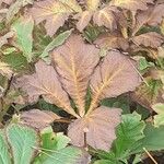 Rodgersia aesculifolia Frunză