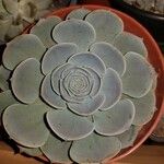 Echeveria australis Leaf