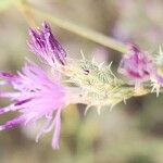 Centaurea virgata