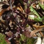 Euphrasia alpina Лист