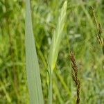 Gladiolus imbricatus Лист