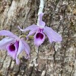 Dendrobium anosmum Кветка