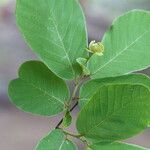 Monanthotaxis obovata Leaf