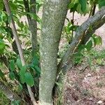 Staphylea pinnata Bark