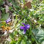 Viola odorataFlower