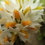 Calyptrochilum emarginatum Λουλούδι