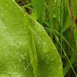 Ophioglossum vulgatum Blomst