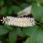 Adenanthera pavonina Kwiat