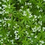 Galium odoratumЦвят