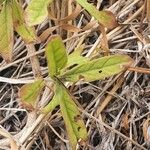 Gutenbergia boranensis Leaf