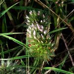 Trifolium angustifolium Fula