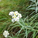 Anaphalis margaritacea Habit