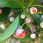 Euonymus japonicus Fruit