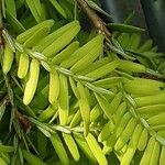 Tsuga canadensis List