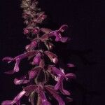 Stachys chamissonis Virág