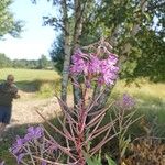 Epilobium angustifoliumKvět