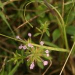 Hedeoma acinoides 花