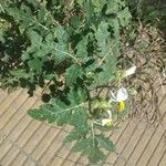 Solanum sisymbriifolium 花