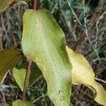 Vincetoxicum nigrum Leaf