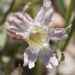 Silene sargentii 花