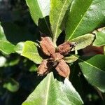 Pittosporum cherrieri Fruit