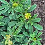 Crotalaria pycnostachya Hoja