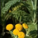 Tanacetum bipinnatum Flor