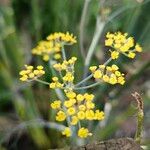 Foeniculum vulgareVirág