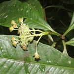 Ardisia opegrapha Fruit