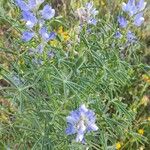 Lupinus angustifolius Mosusu