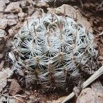 Mammillaria nana Habitatea