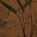 Triplophyllum securidiforme आदत