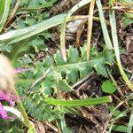 Cirsium acaule Liść