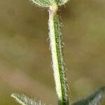 Micromeria myrtifolia Blad