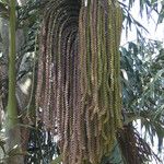 Caryota urens Fruto